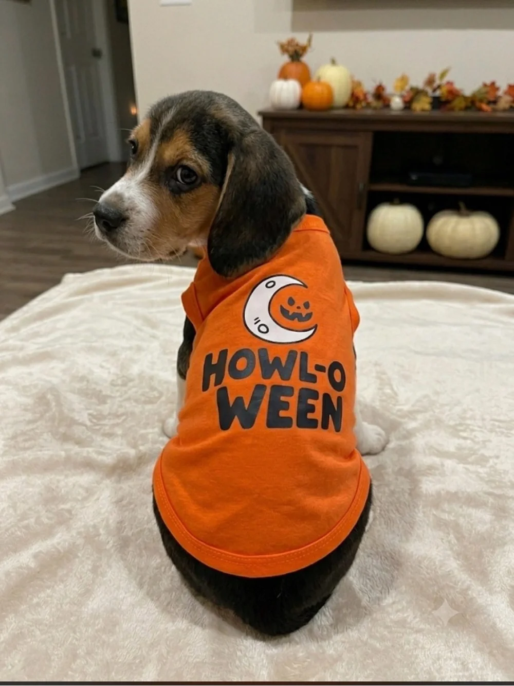 Dog Halloween shirt skeleton pumpkin, Med